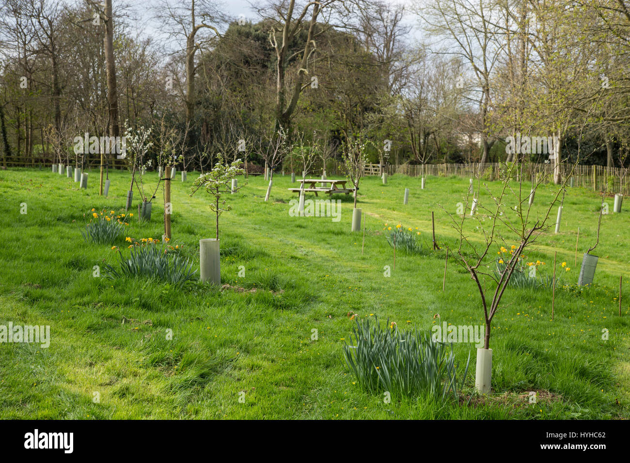 Una comunità orchard in Byes, in Sidmouth, con alberi da frutto, panche e narcisi. Foto Stock