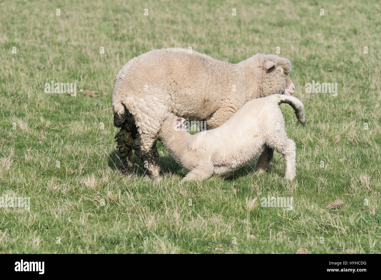 Una pecora lanosa con agnello da latte (Razza Ryeland o Southerham forse) Foto Stock