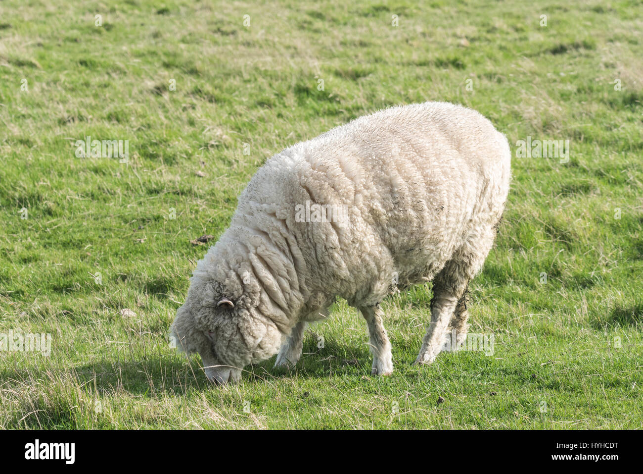 Un vago pecore (Ryeland o razza Southerham eventualmente pascolo Foto Stock