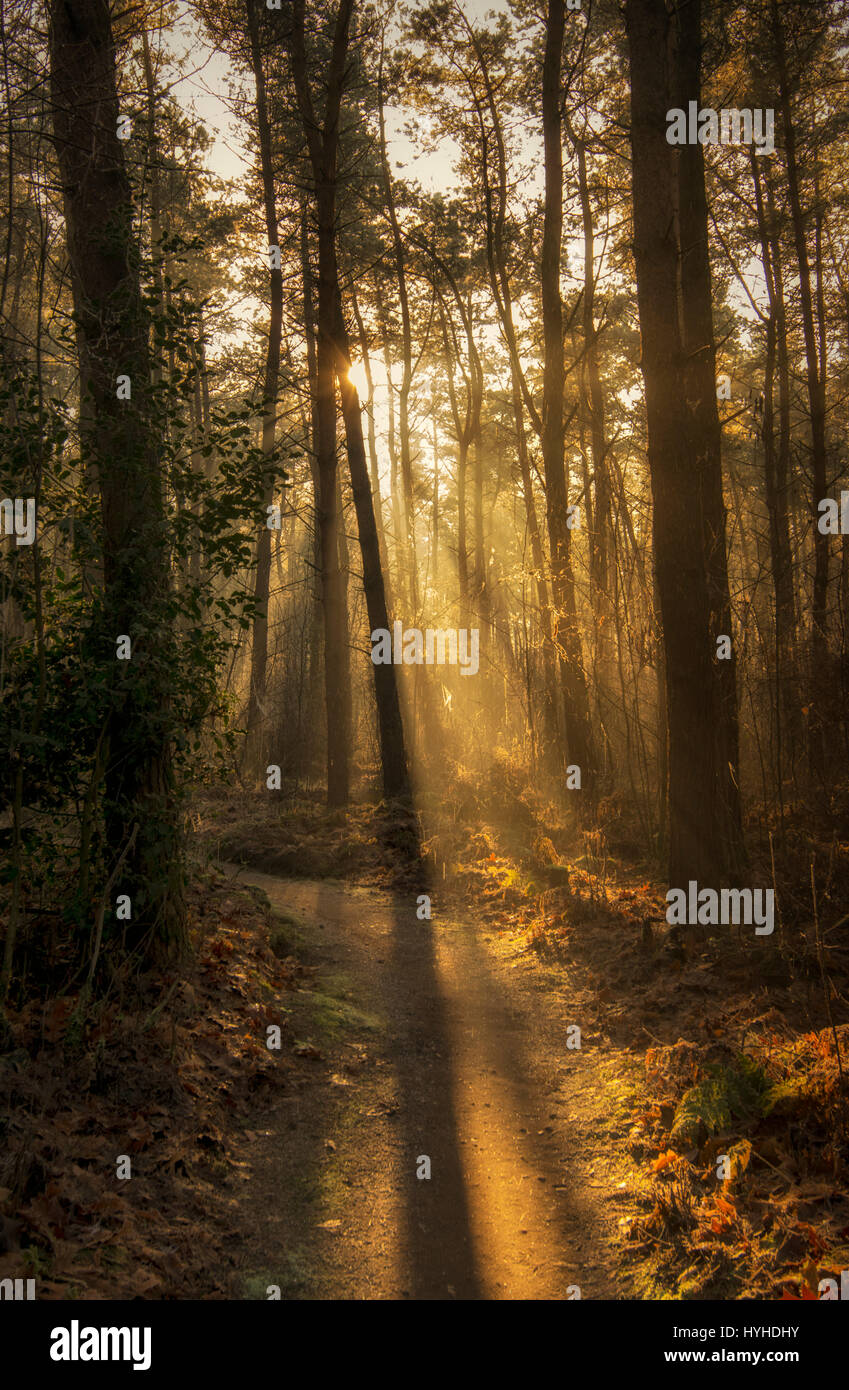 La luce del sole che splende attraverso gli alberi in una foresta Foto Stock