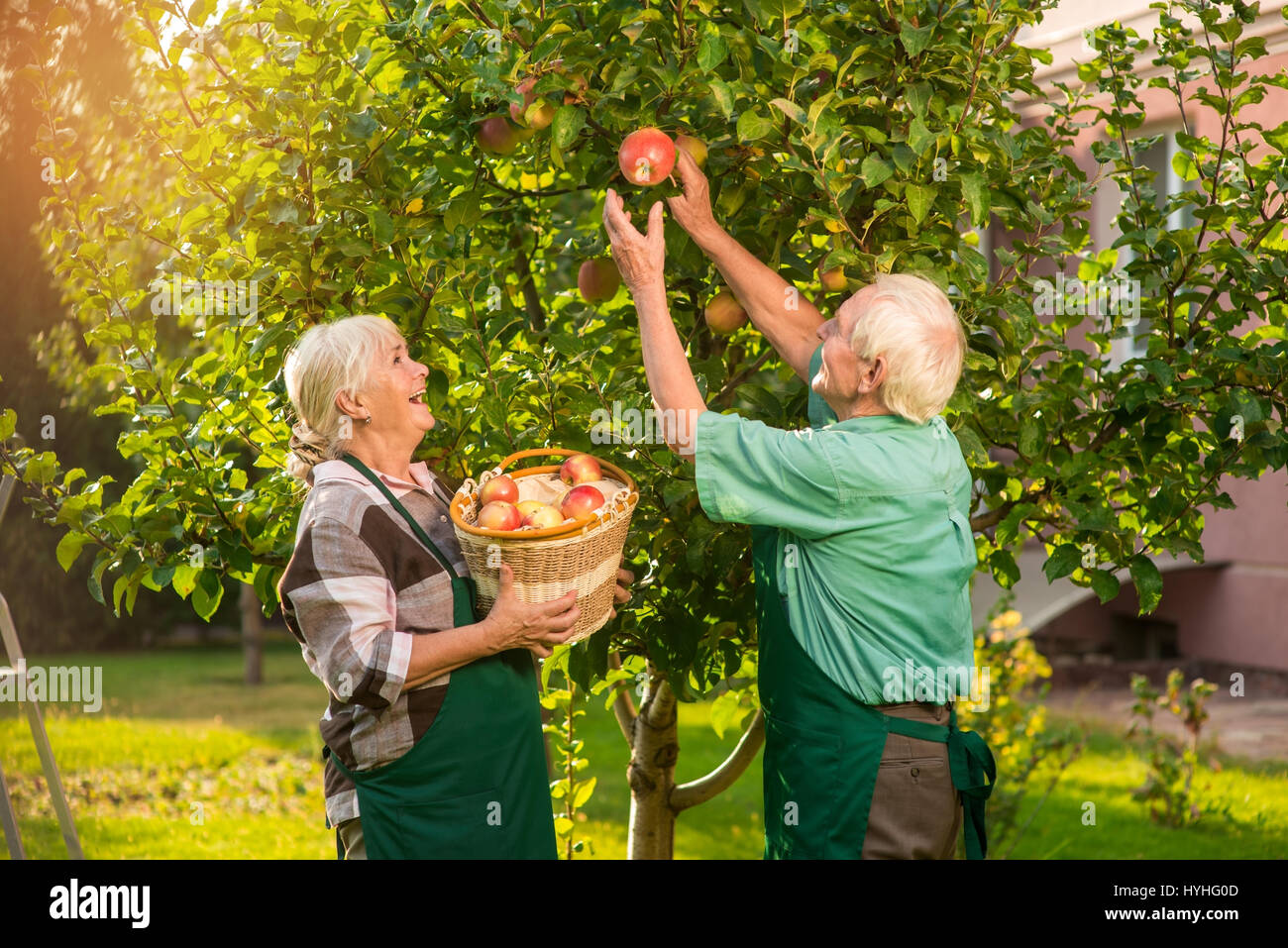 L uomo e la donna la raccolta di mele. Foto Stock