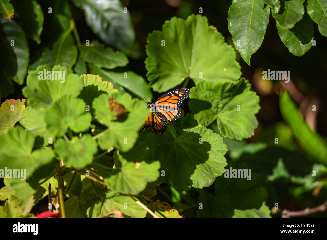 Farfalla arancione sulle foglie Foto Stock