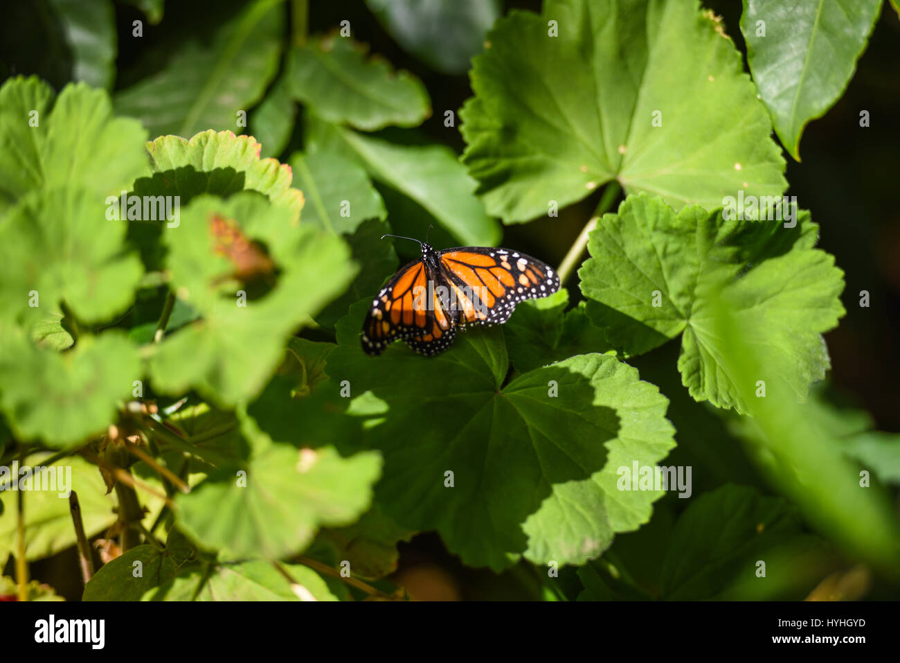 Farfalla arancione sulle foglie Foto Stock