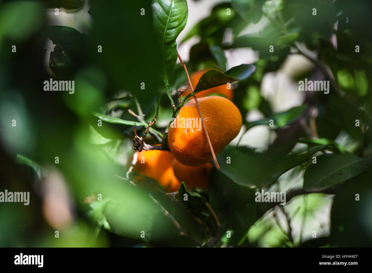 Molte le arance che crescono in alberi Foto Stock