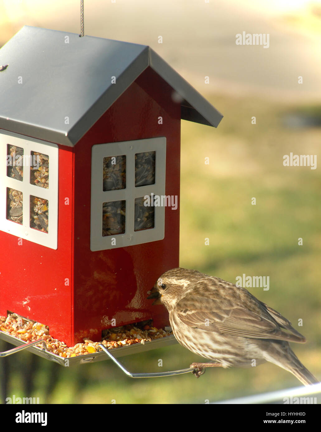 Mangiatoia per uccelli Foto Stock