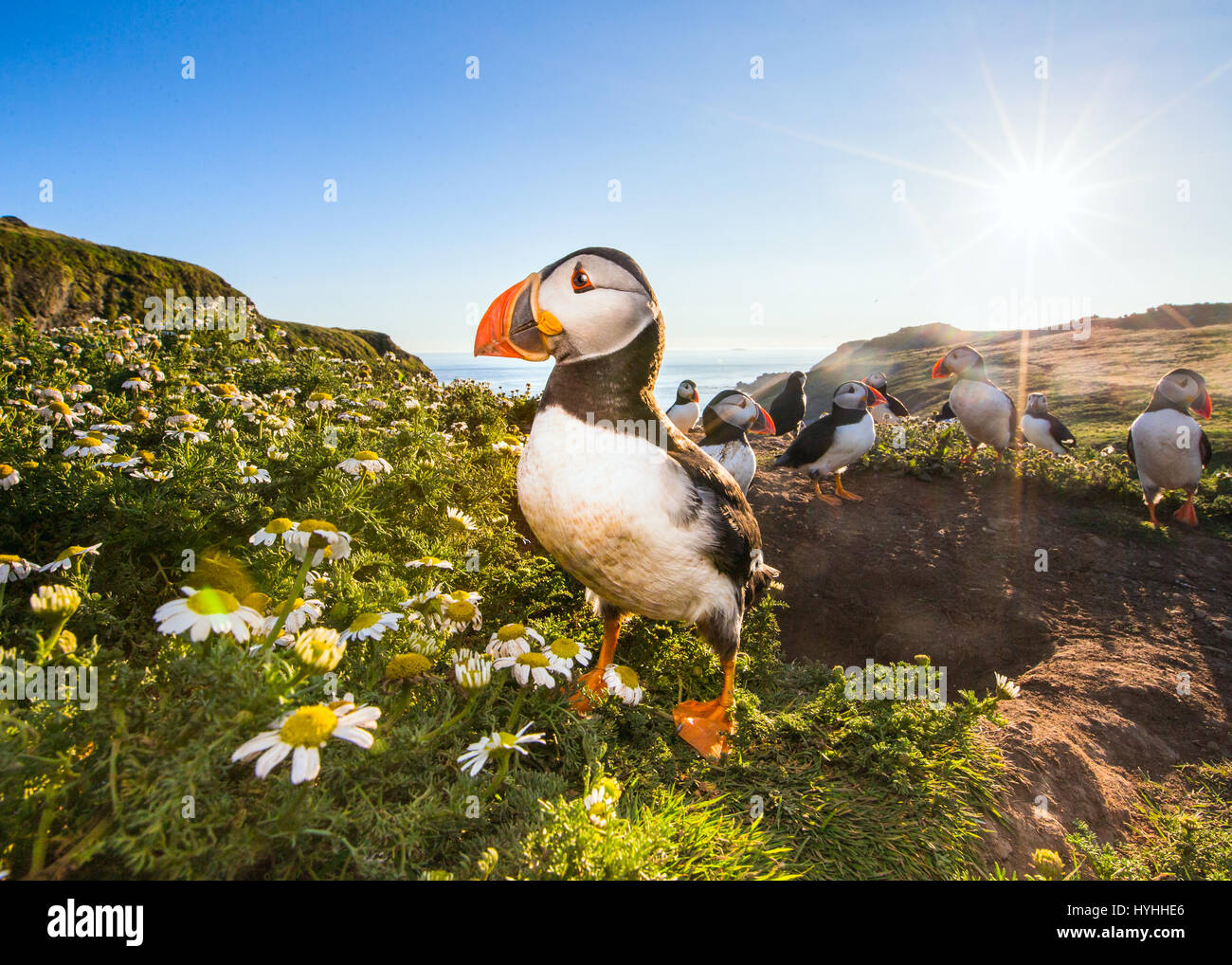Atlantic pulcinelle di mare (Fratercula arctica) om una scogliera al tramonto circondato da piante di camomilla Foto Stock