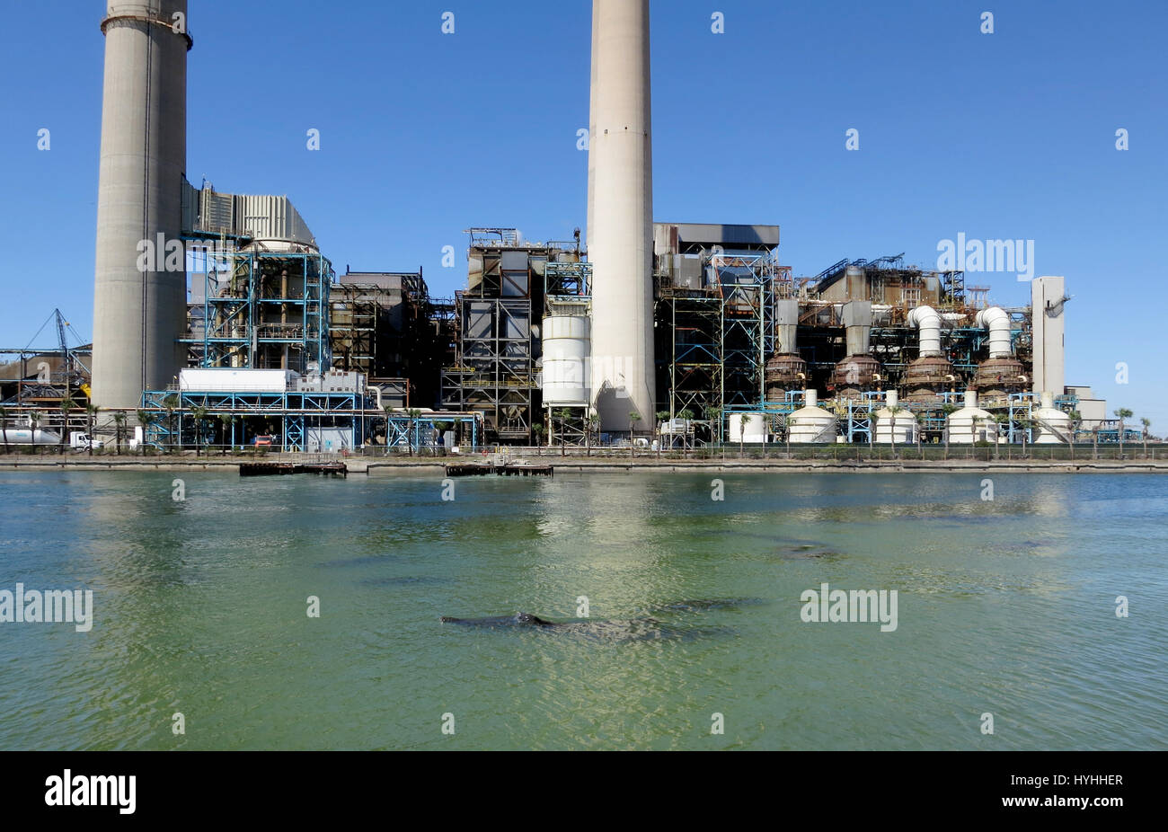 I lamantini venire fino ad aria in acque calde a base di Tampa della elettriche alimentate a carbone Big Bend Power Station in Apollo Beach, Florida. Foto Stock
