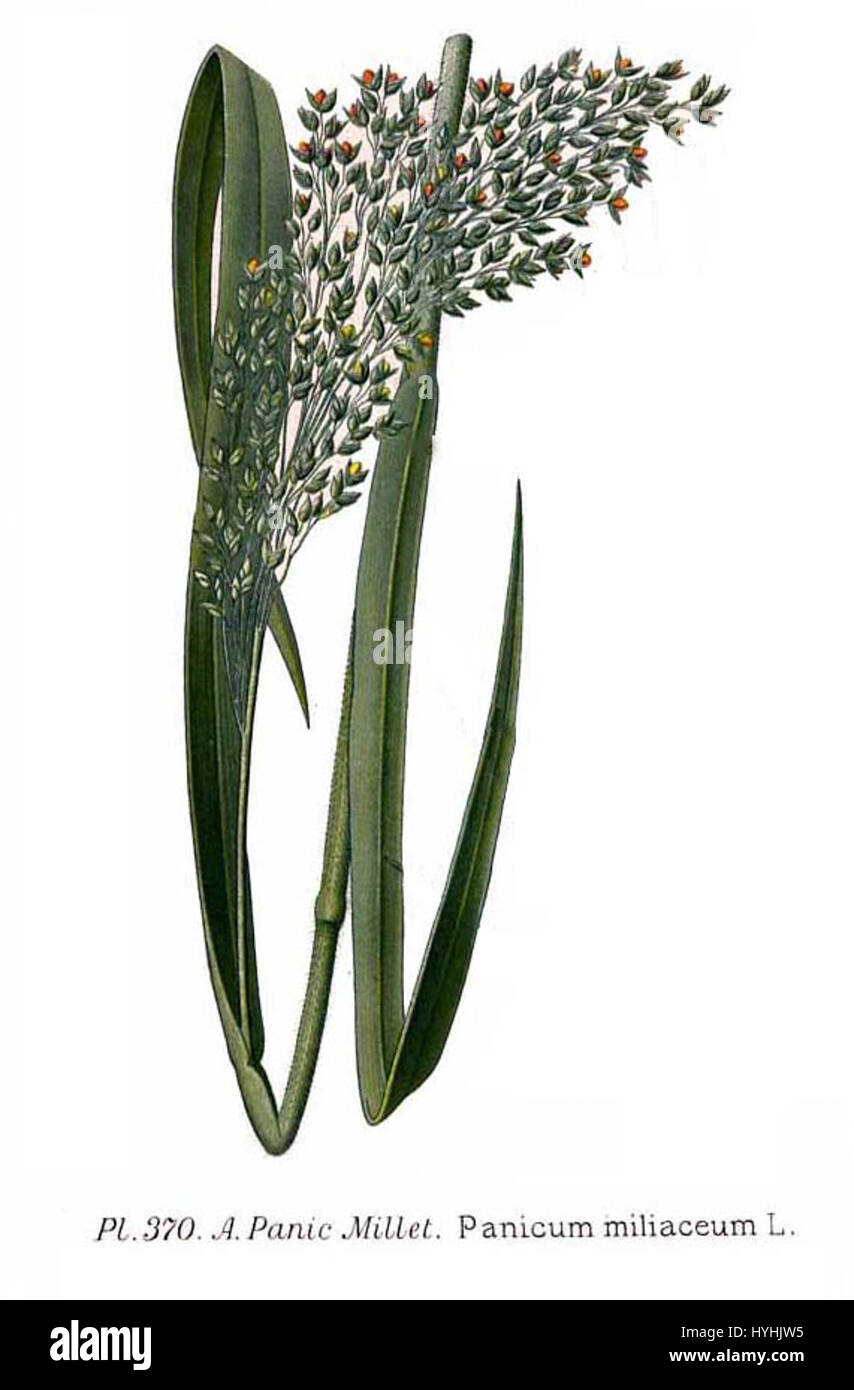 Il «Panicum miliaceum», comunemente noto come miglio, è un cereale coltivato per i suoi semi piccoli. Questa specie, descritta negli studi botanici, è un prodotto alimentare di base in molte parti del mondo. Foto Stock