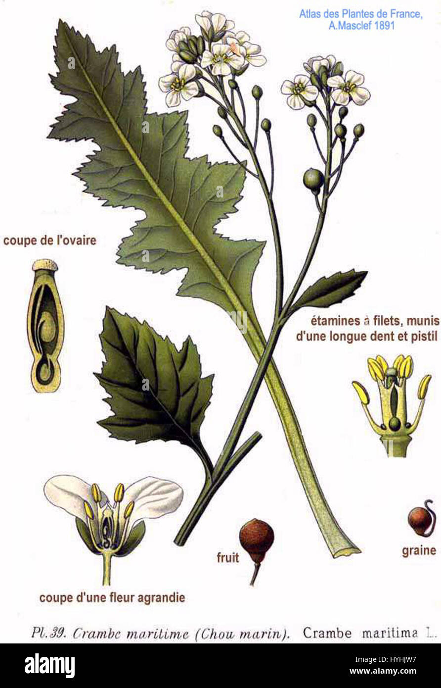 Un'illustrazione di Crambe maritima, comunemente noto come cavolo di mare, una specie di piante costiere originaria dell'Europa. L'opera d'arte mette in evidenza le sue caratteristiche uniche e il suo significato ecologico. Foto Stock Un'illustrazione di Crambe maritima, comunemente noto come cavolo di mare, una specie di piante costiere originaria dell'Europa. L'opera d'arte mette in evidenza le sue caratteristiche uniche e il suo significato ecologico. Foto Stock