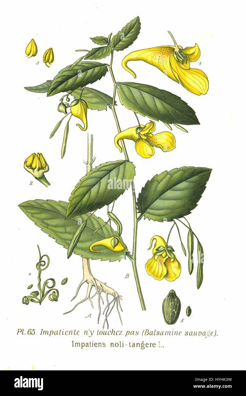 Impatiens noli tangere L. è una specie di pianta in fiore comunemente nota come touch-me-not. I suoi vivaci fiori giallo-arancio e la capacità unica di espellere rapidamente i semi quando vengono toccati lo rendono un affascinante esempio di adattamento vegetale. Foto Stock