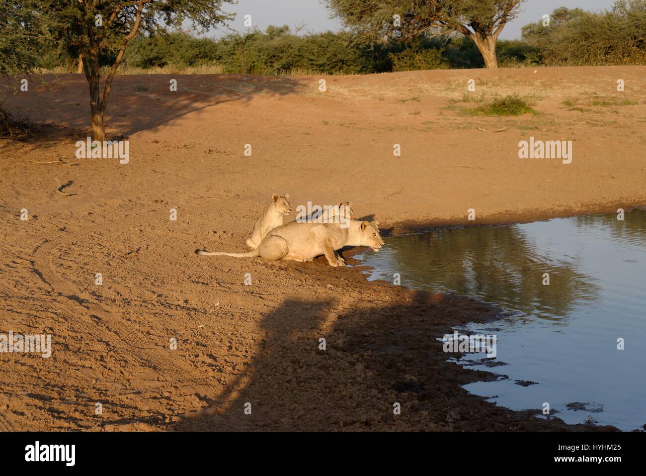 Kalahari lions catturato in tswalu game reserve,la più grande riserva privata nell emisfero sud Foto Stock