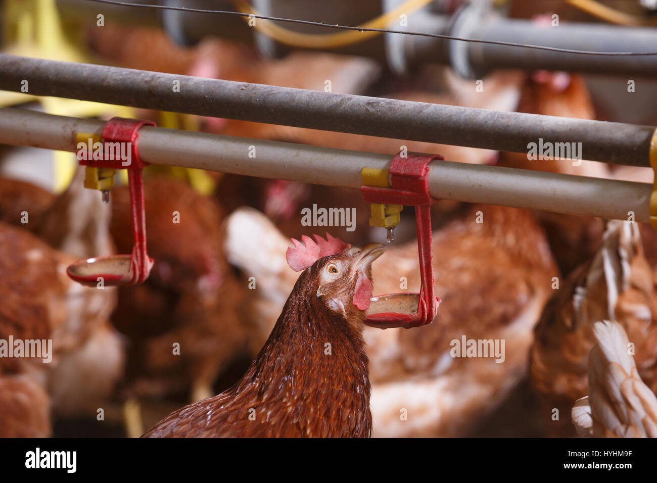 Agriturismo il pollo in un granaio, bere da un sistema automatico di waterer. L'abuso di animali viventi in cattività, della produzione alimentare e il concetto di industria. Foto Stock