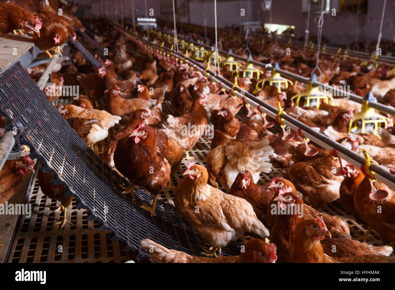 Agriturismo il pollo in un granaio, bere e mangiare da un alimentatore automatico e di waterer, la deposizione delle uova. L'abuso di animali viventi in cattività, produzione alimentare e Foto Stock