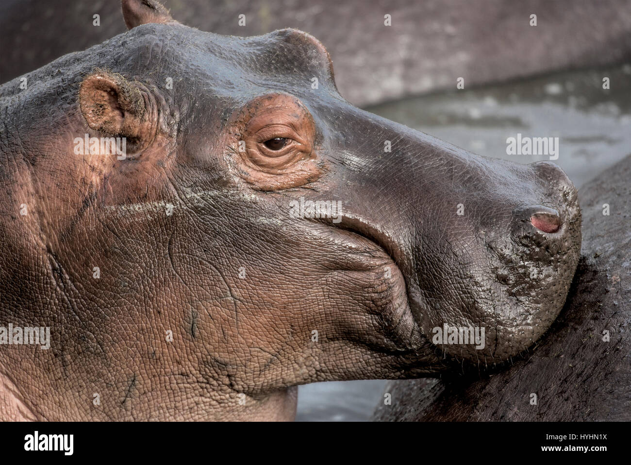 Close-up di un ippopotamo nel Parco Nazionale del Serengeti Foto Stock