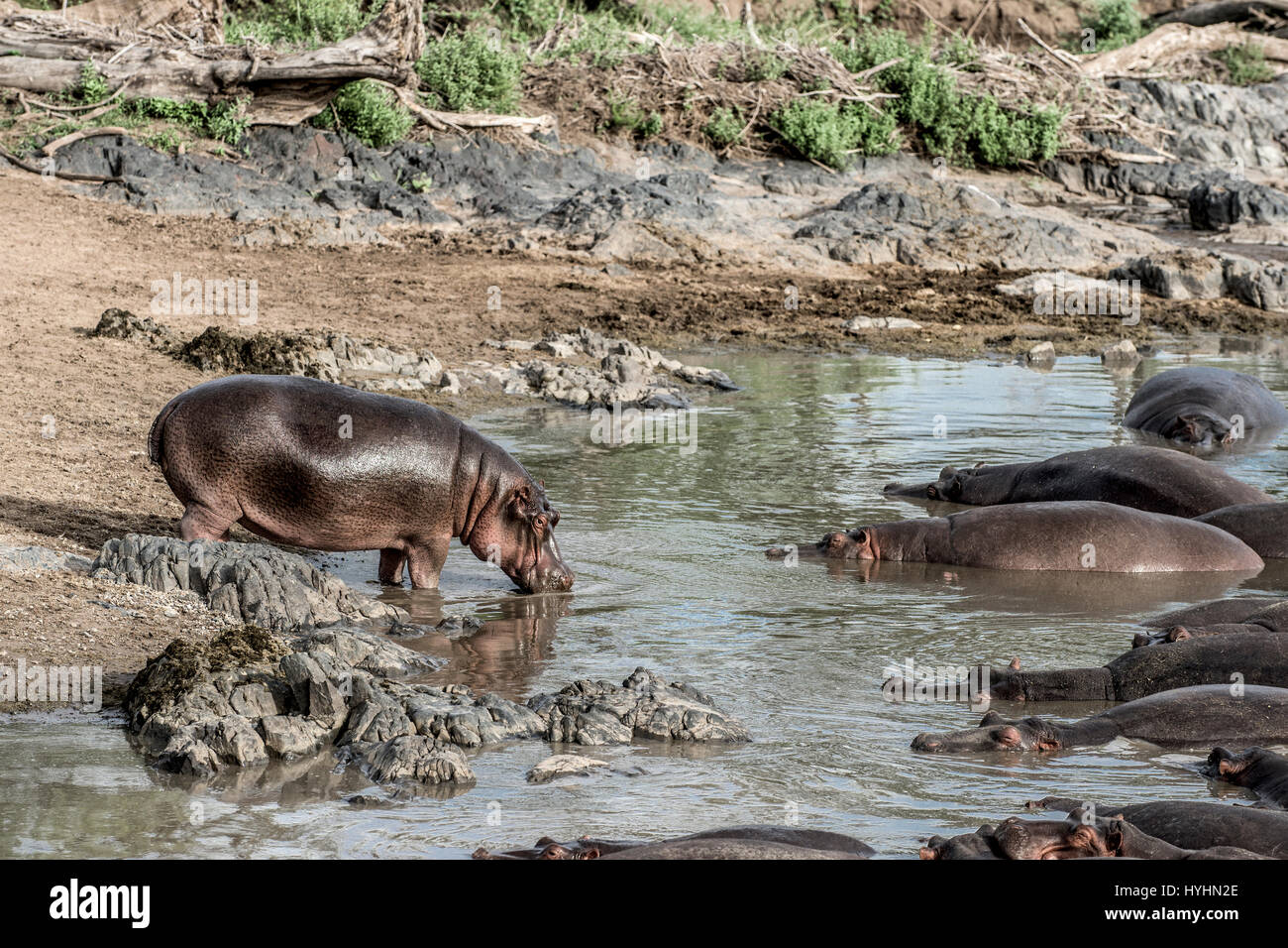 Ippopotamo bevendo in fiume nel Parco Nazionale del Serengeti Foto Stock