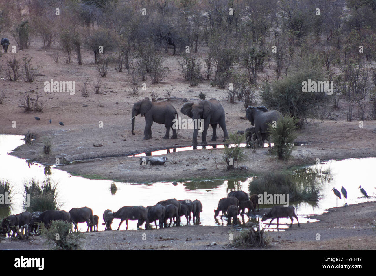 Animali bere al tramonto in Zimbabwe Foto Stock