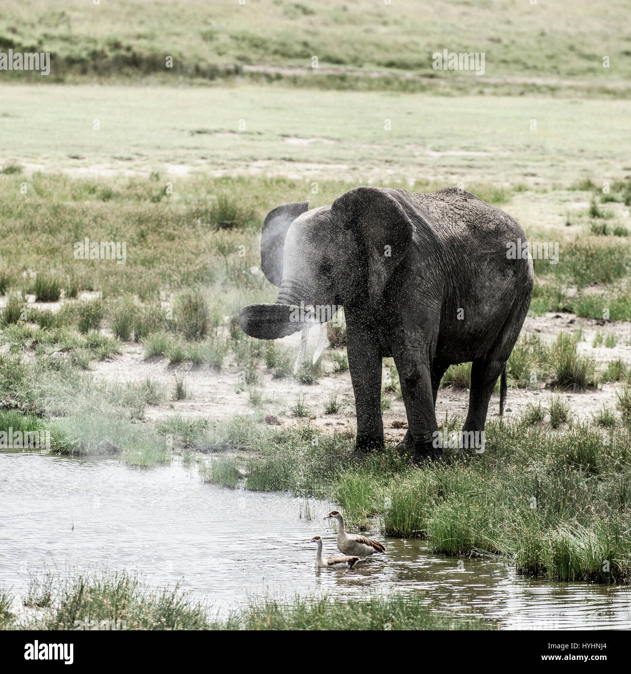 Elephant bere nel Parco Nazionale del Serengeti Foto Stock