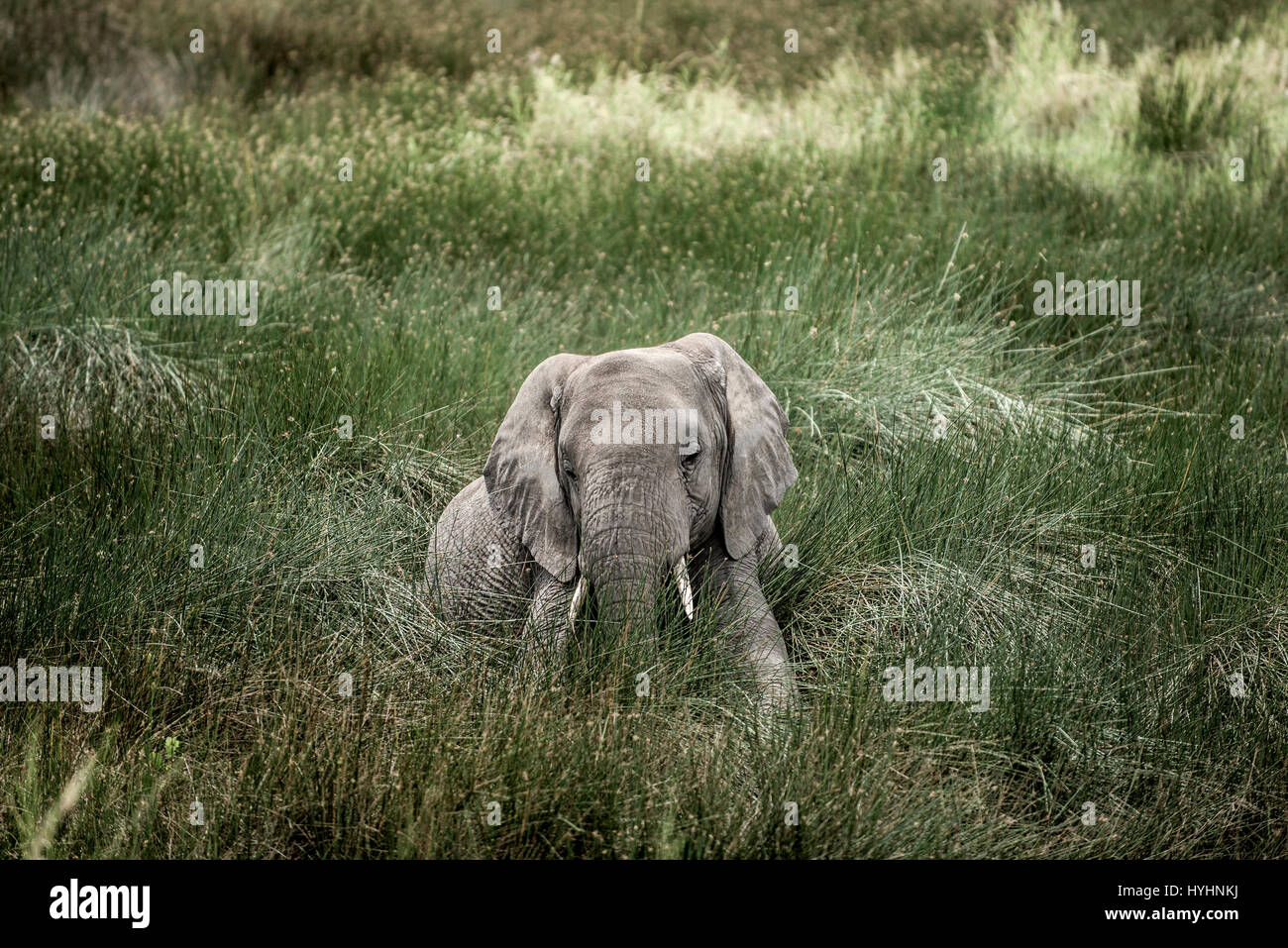 Elephant giacente nel Parco Nazionale del Serengeti Foto Stock