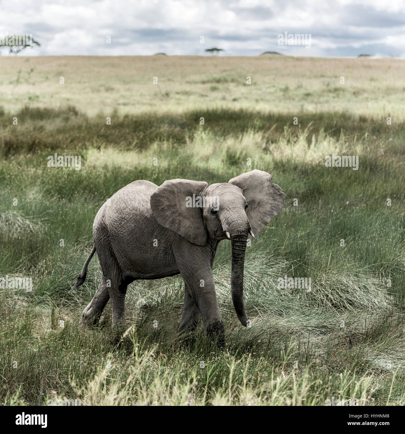 Elefante nel Parco Nazionale del Serengeti Foto Stock