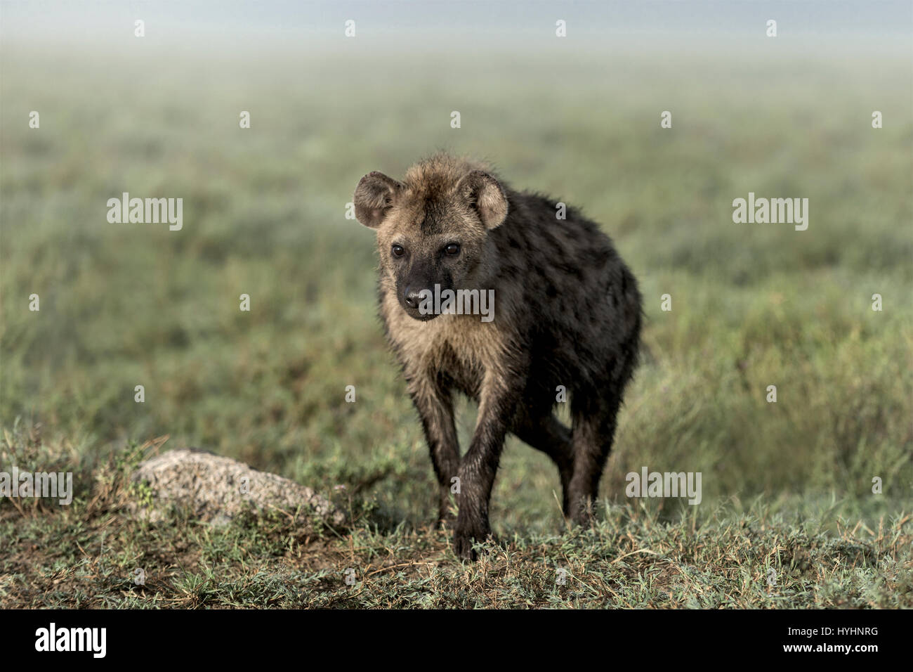 La iena passeggiate nel Parco Nazionale del Serengeti Foto Stock