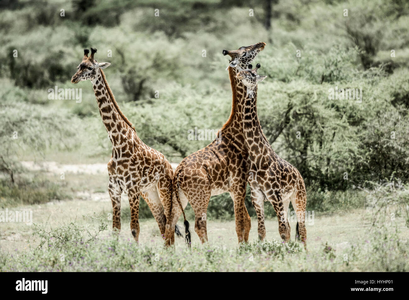 Le giraffe giocare nel parco nazionale del Serengeti Foto Stock