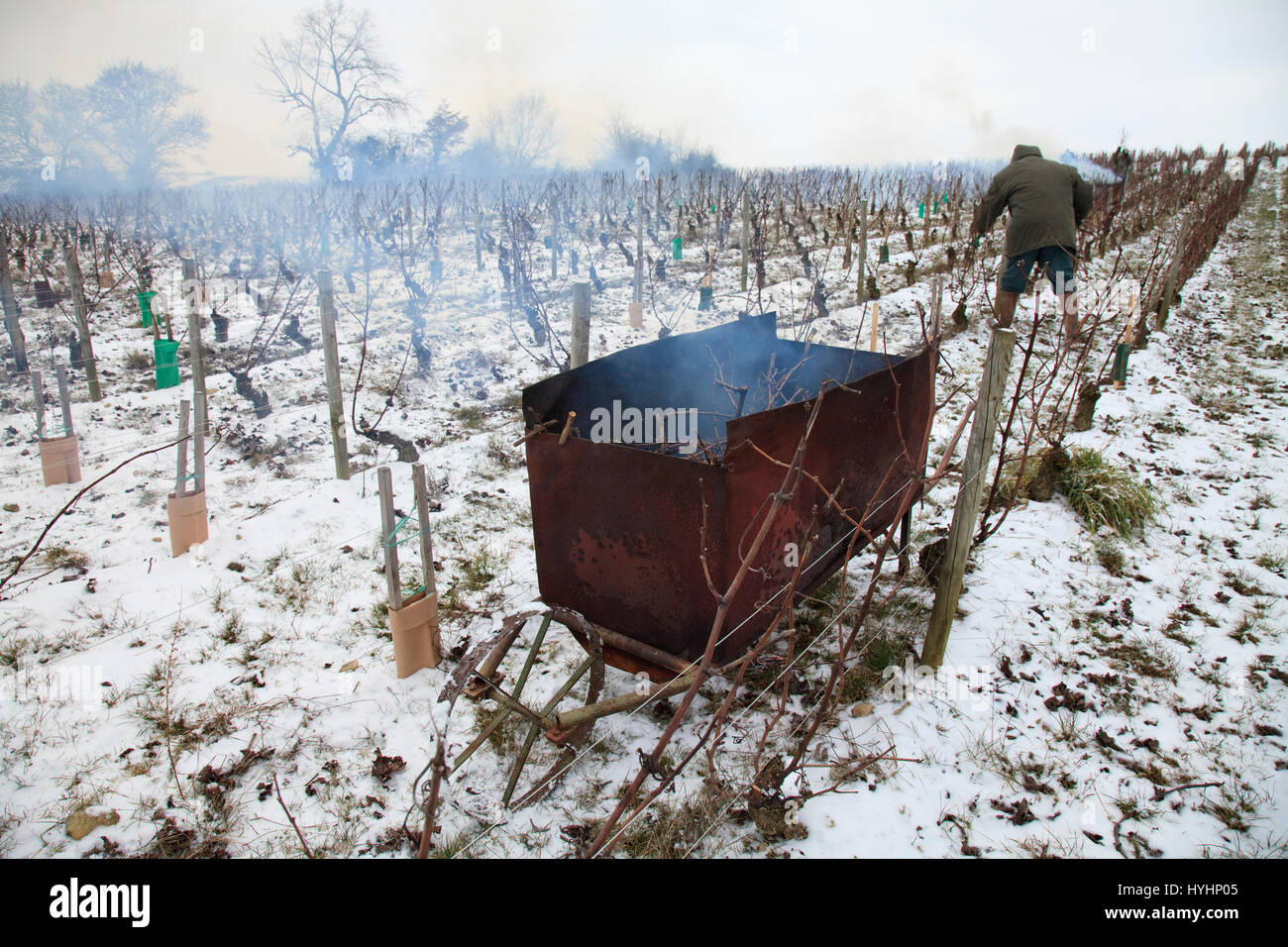 Francia, Cher, regione di Sancerre, bue, vigneti di Sancerre in inverno sotto la neve, bruciando tralci di vite dopo la potatura Foto Stock