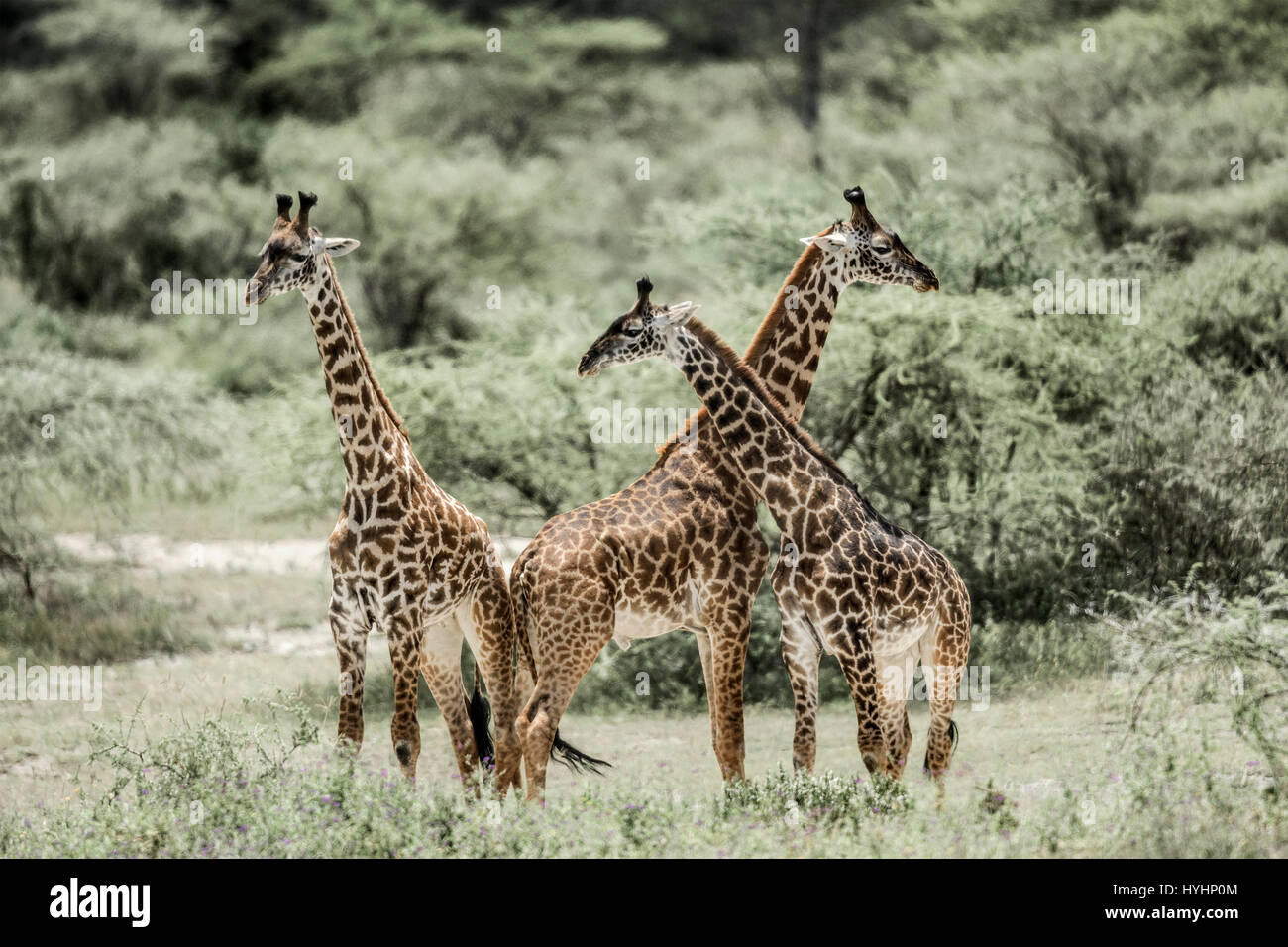 Le giraffe giocare nel parco nazionale del Serengeti Foto Stock