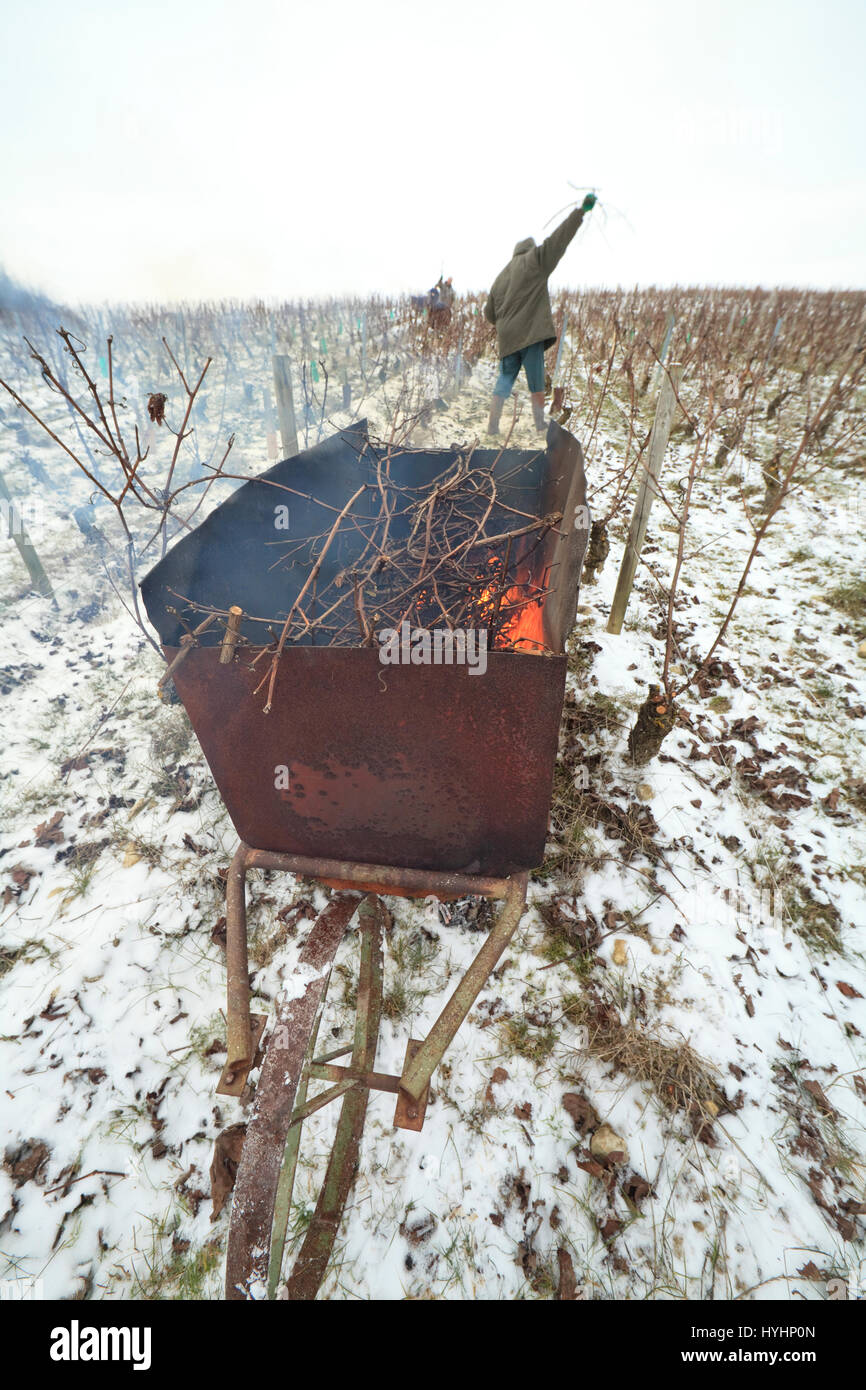 Francia, Cher, regione di Sancerre, bue, vigneti di Sancerre in inverno sotto la neve, bruciando tralci di vite dopo la potatura Foto Stock