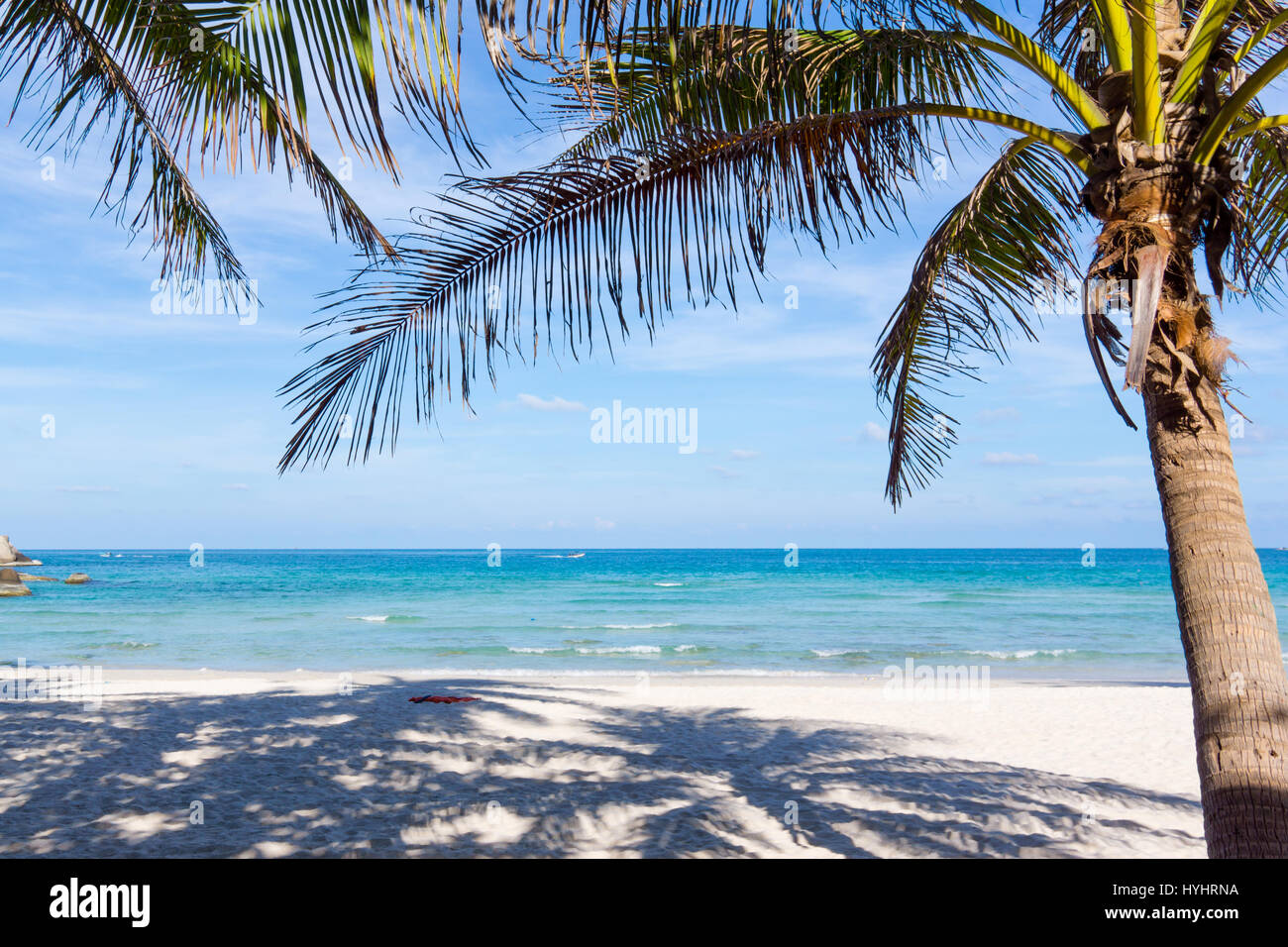 Coconut Palm Tree sulla spiaggia con lunghe ombre, in piedi accanto all'oceano blu. Koh Phangan, Tailandia - 5 Maggio 2016 Foto Stock