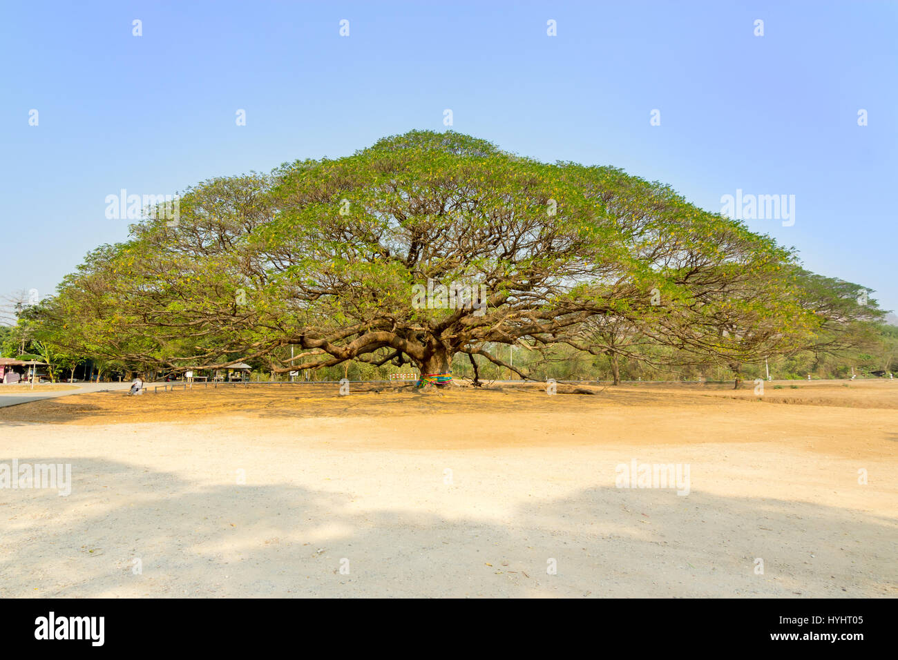 Il Gigante albero - Albero di pioggia in Kanchanaburi, Thailandia Foto Stock