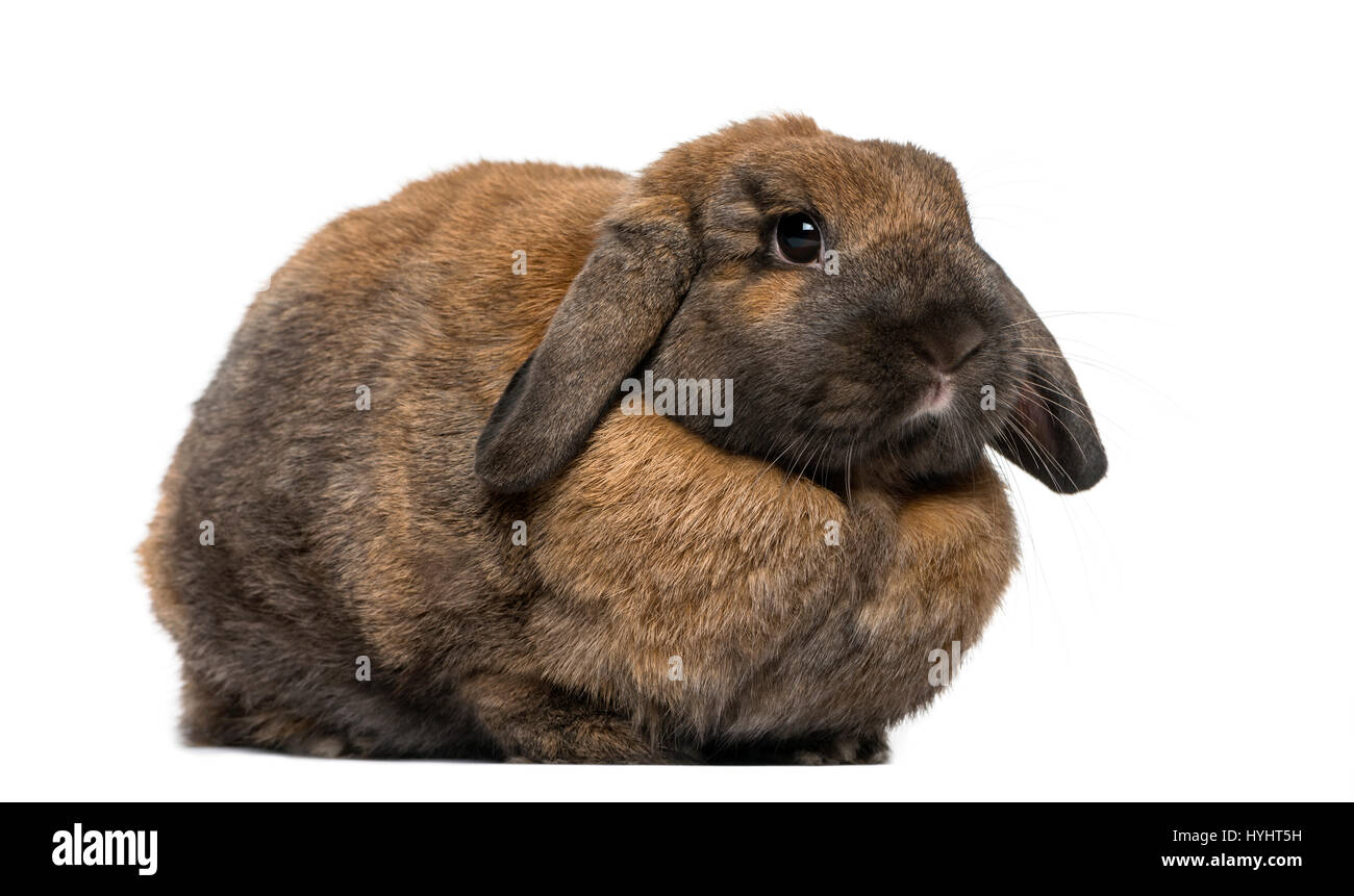 Coniglio marrone giacente , isolato su bianco Foto Stock