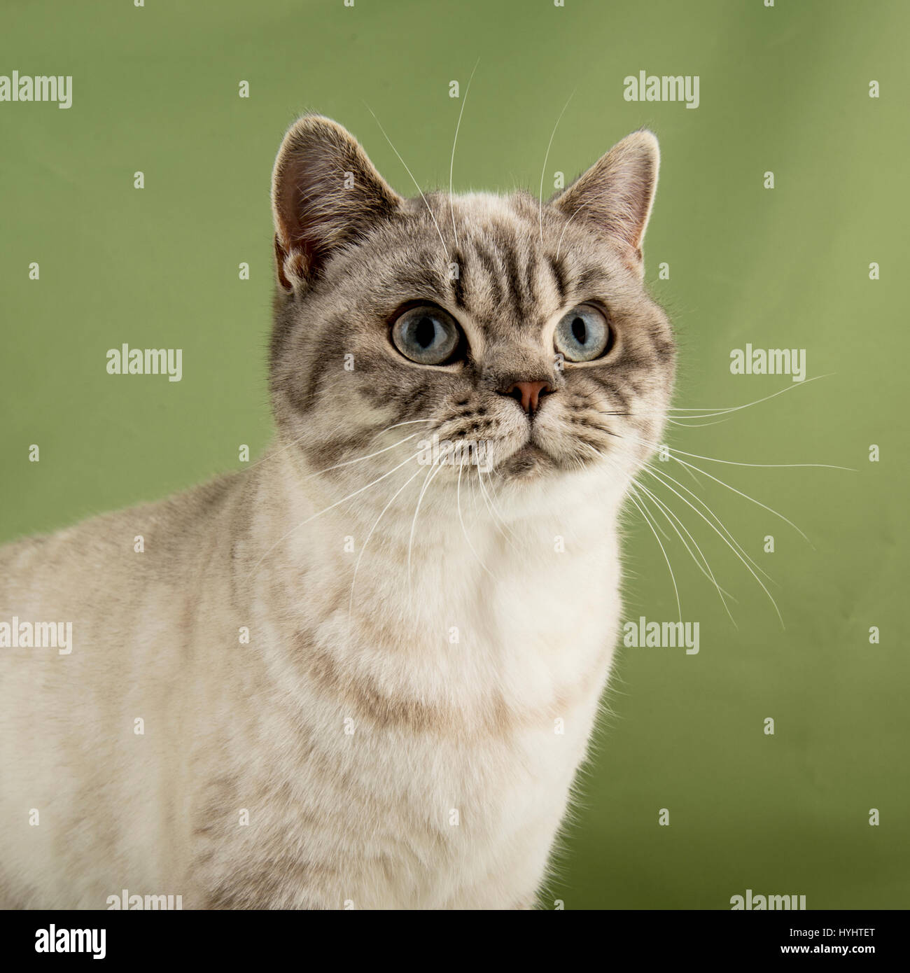 British Shorthair cat Foto Stock