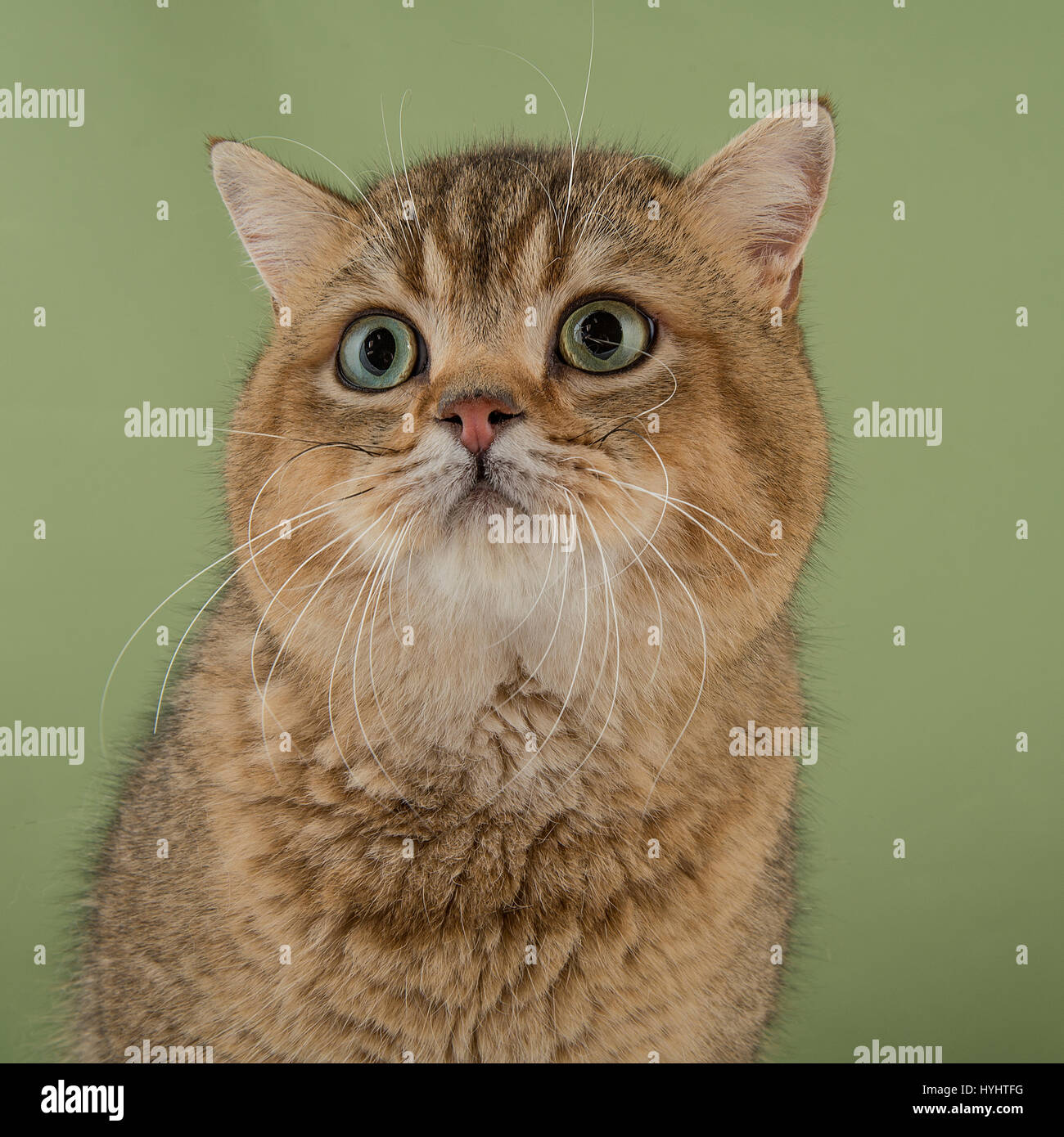 British Shorthair cat - golden Foto Stock