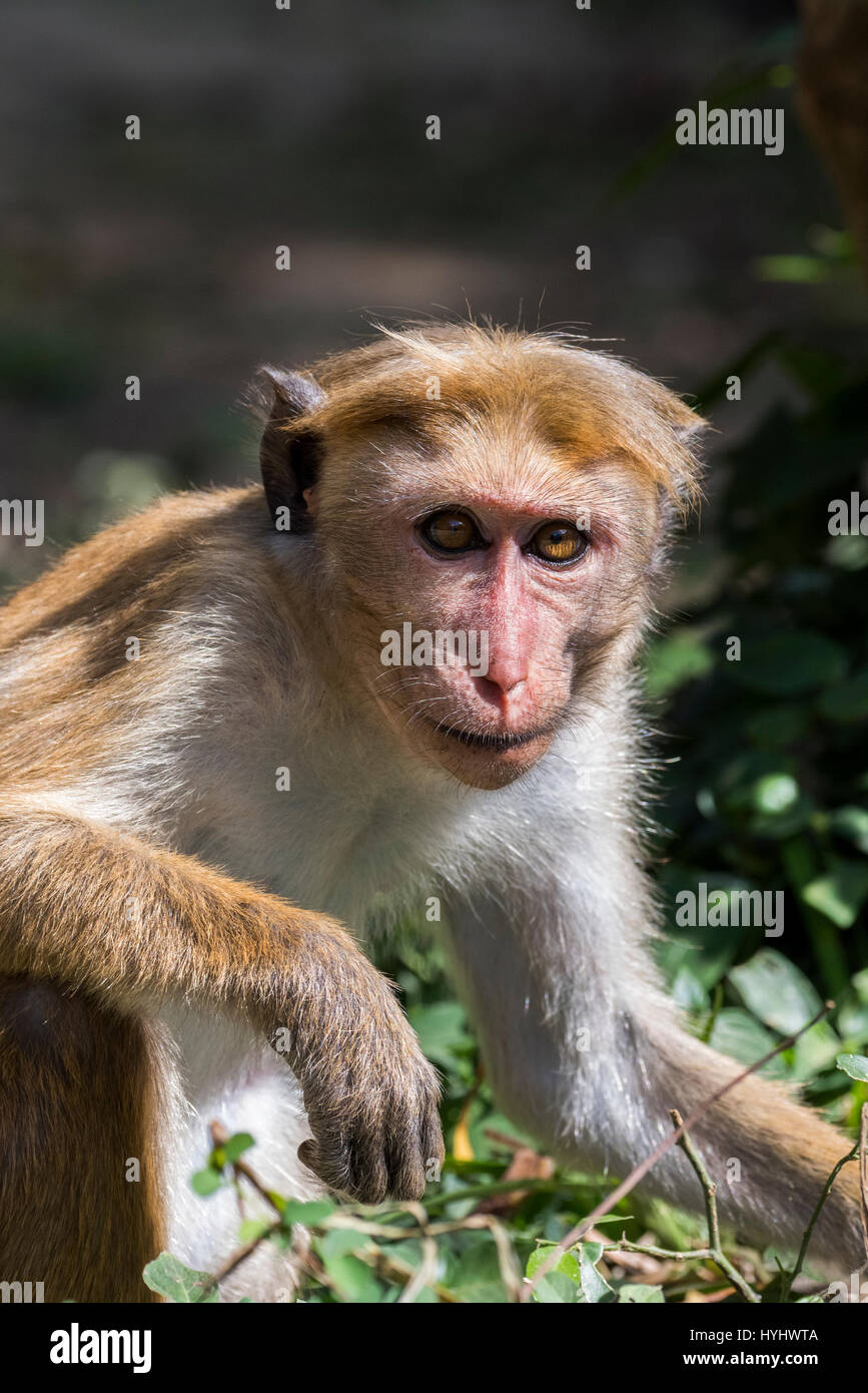 Sri Lanka, Tissamaharama, Yala National Park, Ruhuna National Park, sezione 1. Toque macaque (WILD: Macaca sinica) scimmia del Vecchio Mondo endemica di Sri Lan Foto Stock