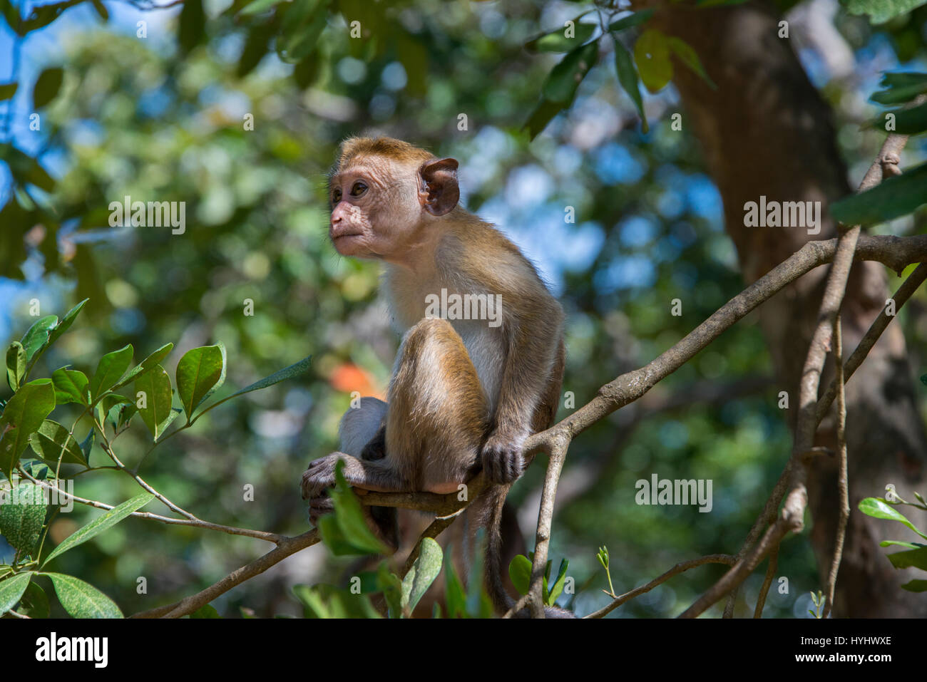 Sri Lanka, Tissamaharama, Yala National Park, Ruhuna National Park, sezione 1. Toque macaque (WILD: Macaca sinica) scimmia del Vecchio Mondo endemica di Sri Lan Foto Stock