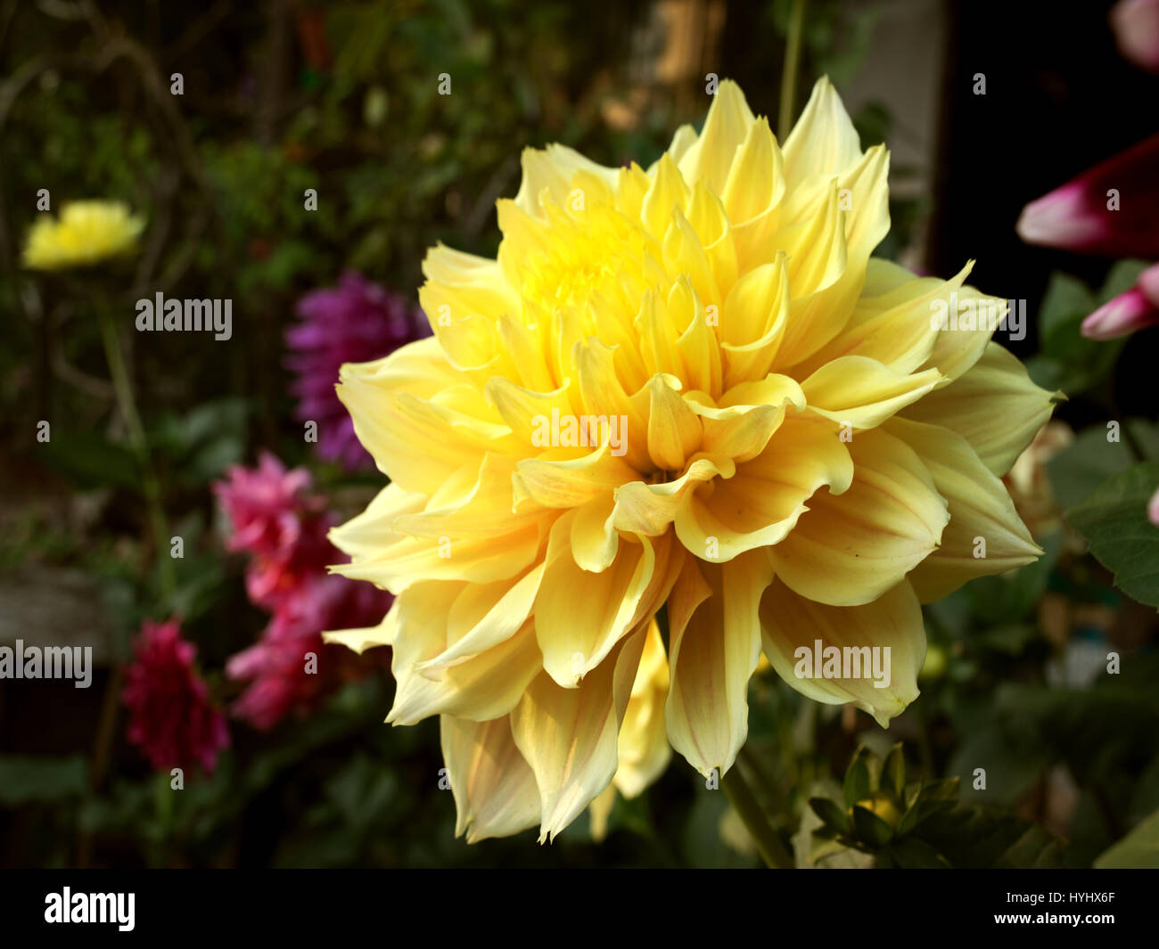 Bel fiore Foto Stock