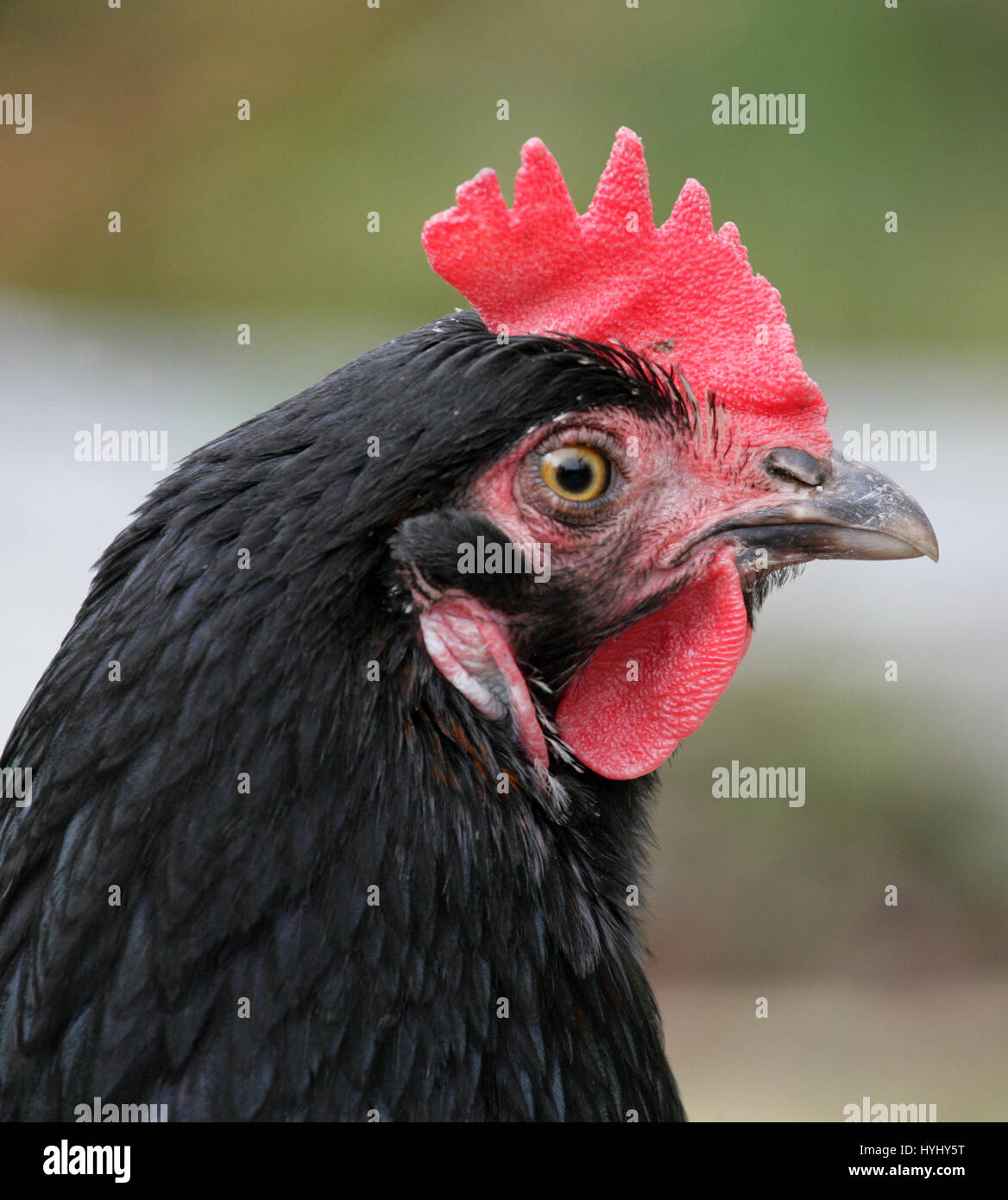 Pollo. Hen - nero con un pettine di rosso. Gallus gallus domesticus. Close up. Ritratto. Full frame. Foto Stock