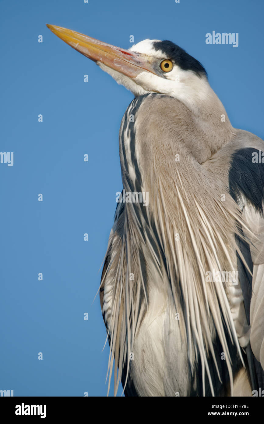 L'airone grigio vive in Europa temperata, Asia e in alcune parti dell'Africa. È un uccello grande fino ad 1 metro di altezza e gli adulti pesano da 1 a 2 kg.|Western Grey Heron (Ardea cinerea cinerea) Foto Stock