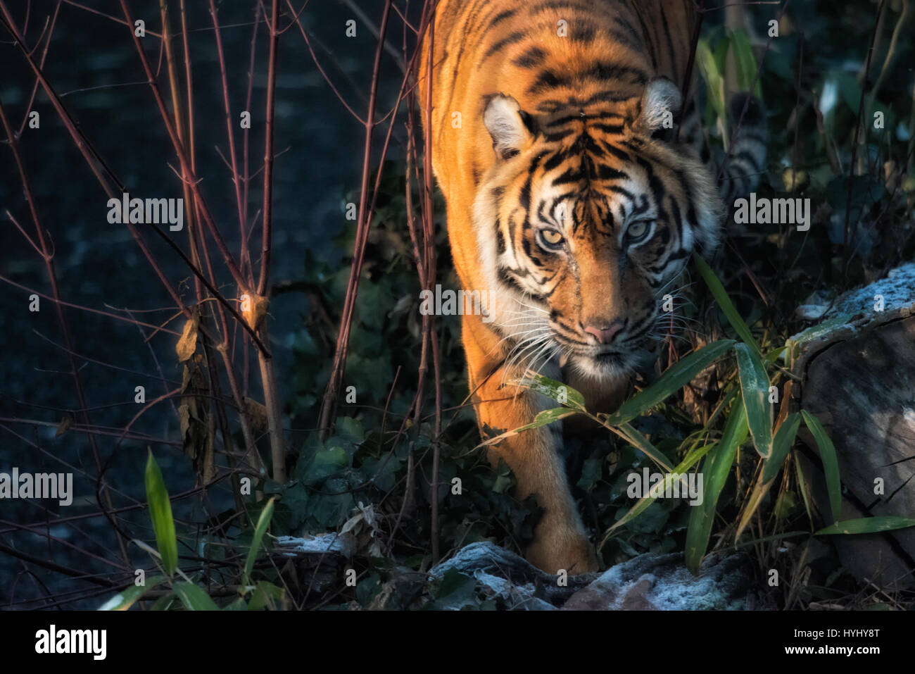 Questa bella tigre vive nell'isola indonesiana di Sumatra. È stato elencato come criticamente minacciato nella lista rossa di IUCN in 2008 poichè la popolazione è stata valutata a 441 - 679 individui, con nessun sottopopolamento più grande di 50 individui ed una tendenza in declino. Giardini zoologici come Wilhelma in Germania stanno garantendo che almeno qui possano sopravvivere. Foto Stock