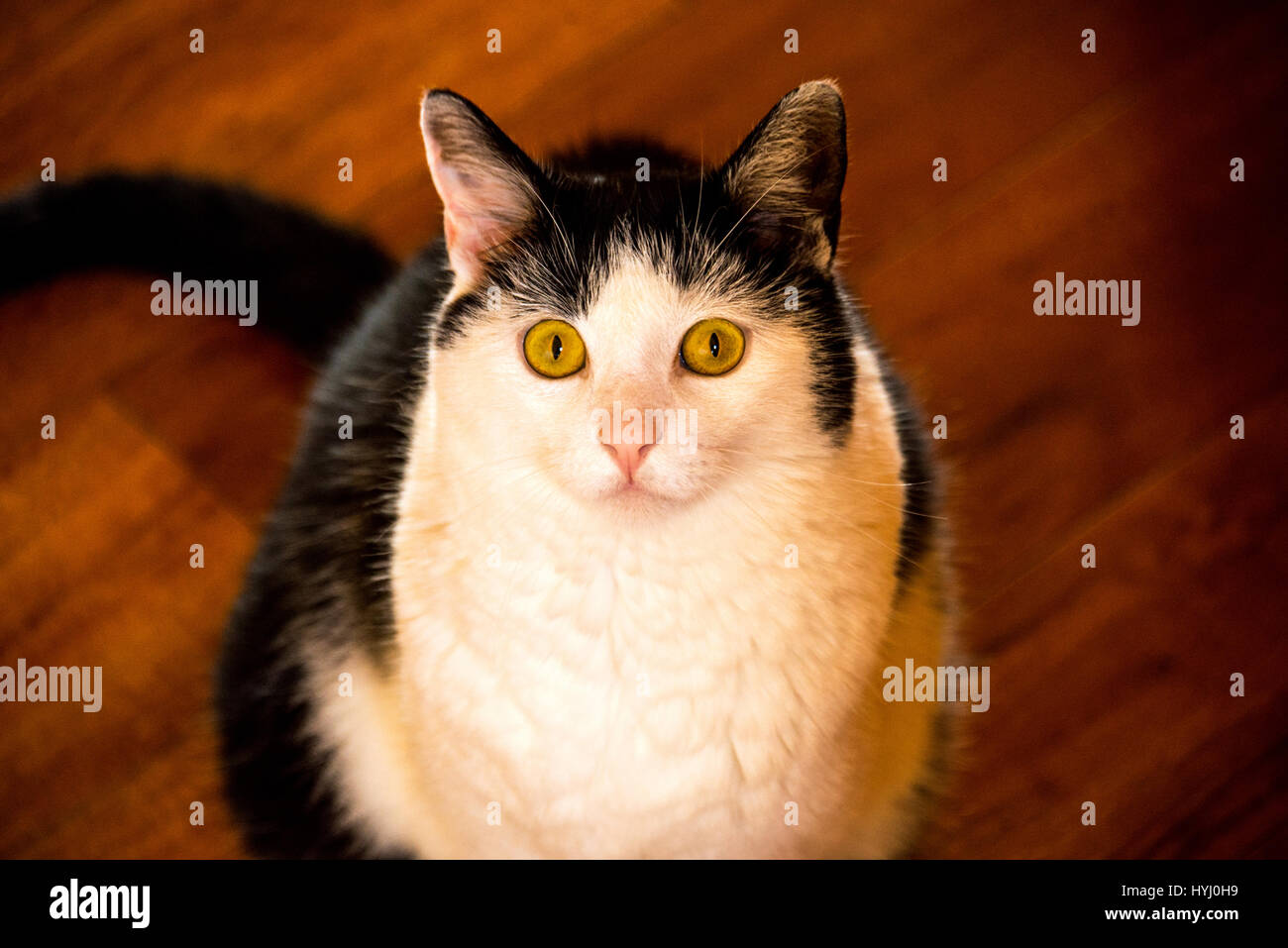 Gatto, gatto di casa Ritratto di pet gli occhi gialli Foto Stock