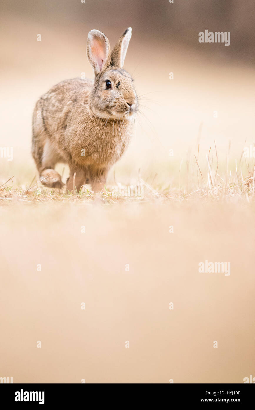Conigli selvatici (oryctolagus cuniculus) in esecuzione in un prato, Austria Inferiore, Austria Foto Stock