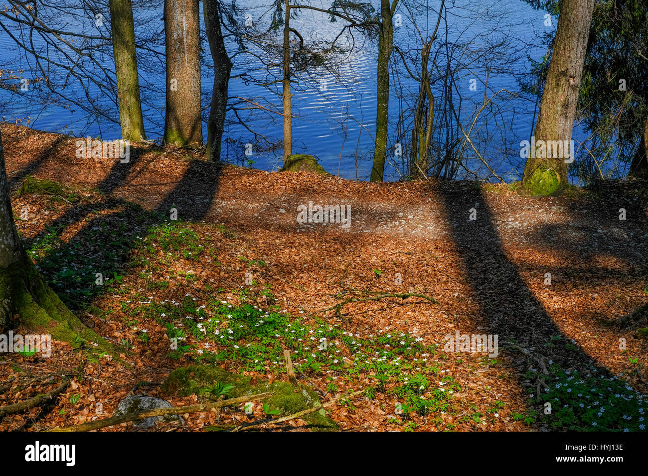 Il lago Fuschlsee visto attraverso le ombre degli alberi Foto Stock