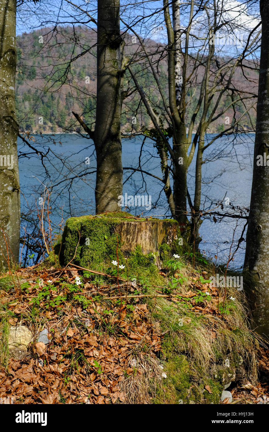 Il lago Fuschlsee visto attraverso le ombre degli alberi Foto Stock