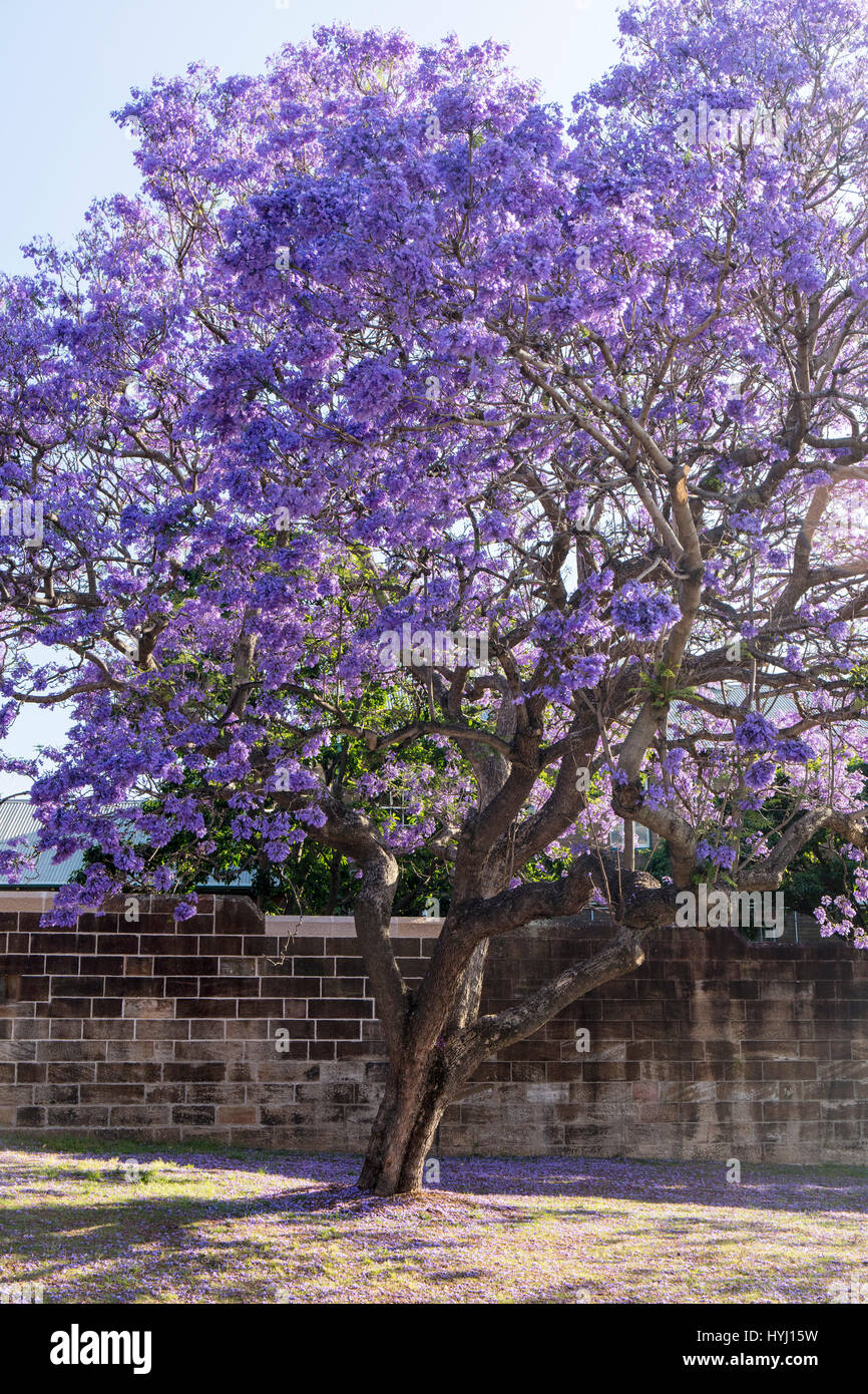 Fioritura di Jacaranda blu (Jacaranda mimosifolia), Sydney, Nuovo Galles del Sud, Australia Foto Stock