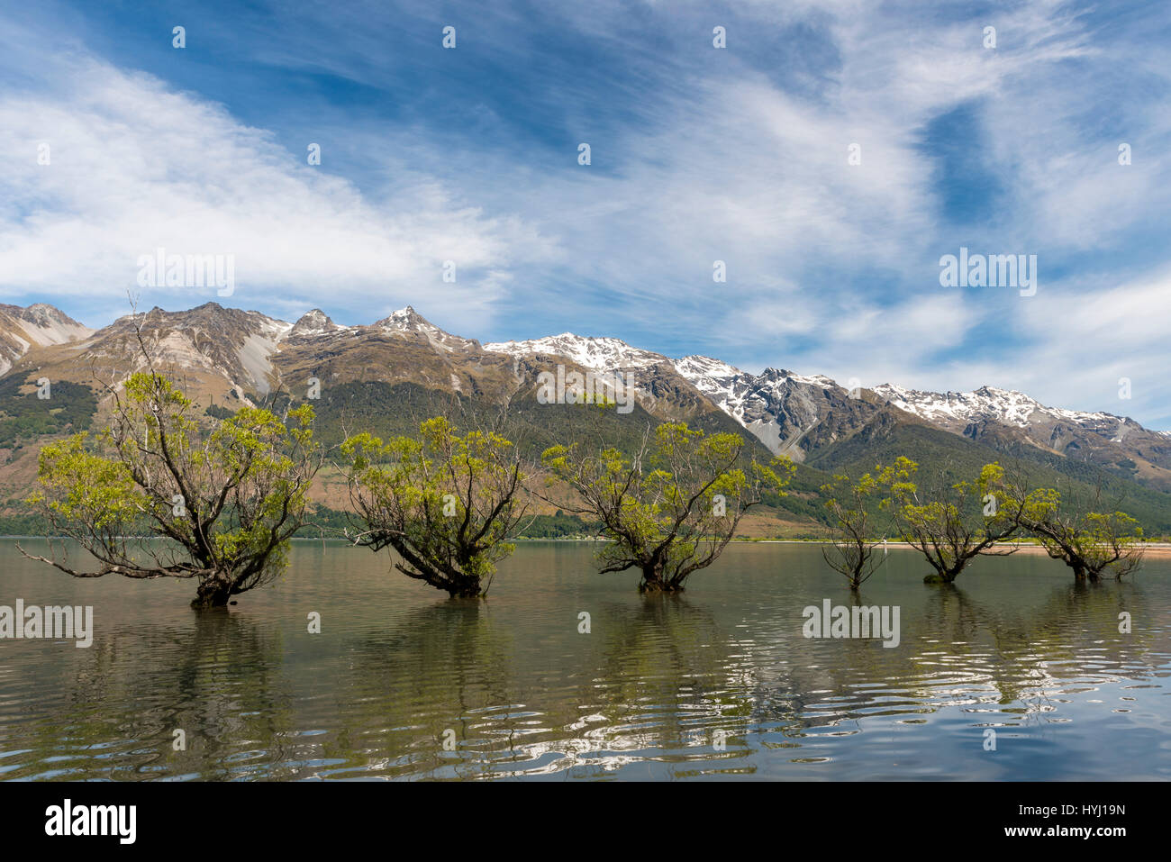 Salici in piedi in acqua, Glenorchy, lago di Wakatipu vicino a Queenstown,, Otago Southland, Nuova Zelanda Foto Stock