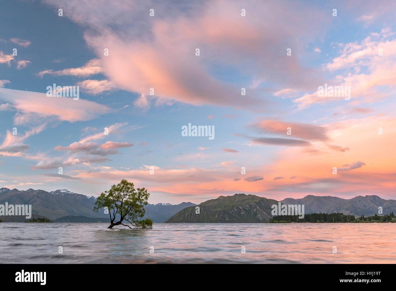 Unico albero in piedi in acqua, tramonto, il Wanaka Tree, il lago Wanaka,, Otago Southland, Nuova Zelanda Foto Stock