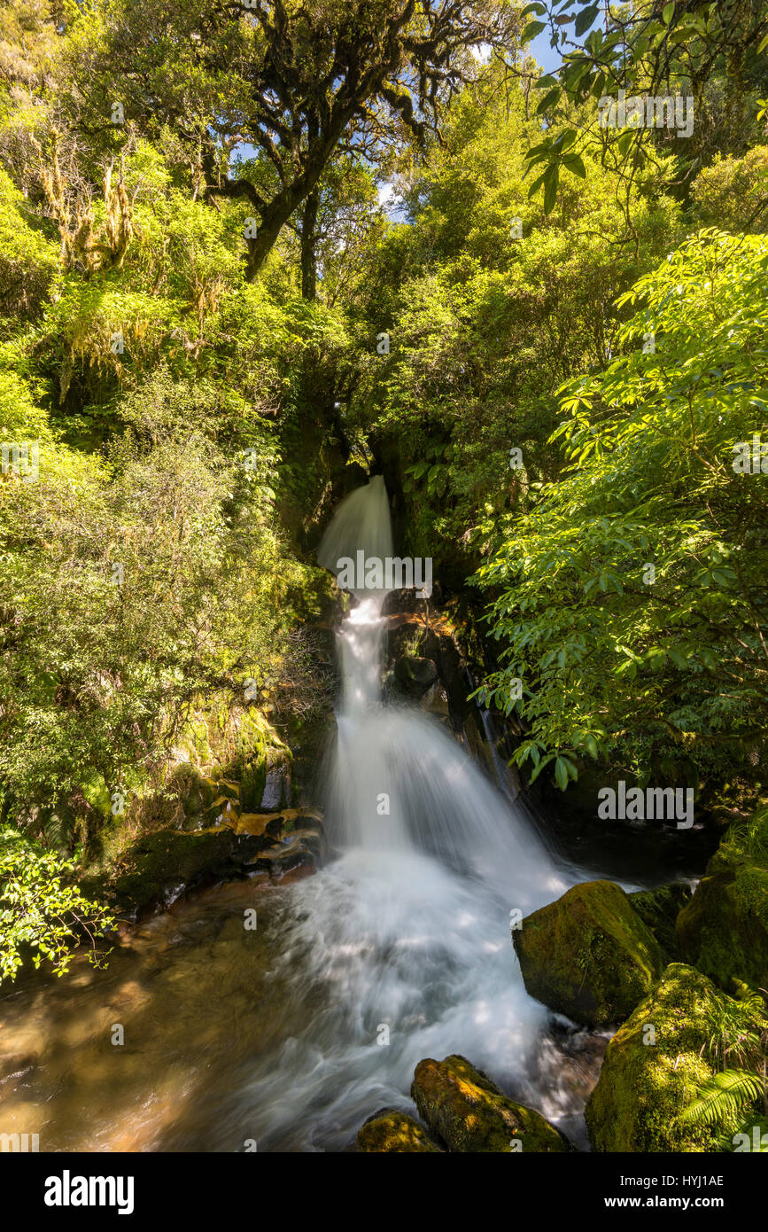 Waiatiu cade, cascata nella foresta pluviale, Whirinaki Forest, Isola del nord, Nuova Zelanda Foto Stock