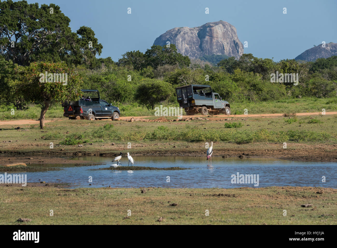 Sri Lanka, Yala National Park aka Ruhuna National Park (blocco 1) est. nel 1900. Vista panoramica del landmark Elephant Rock, game drive jeep sulla strada, Stork Foto Stock