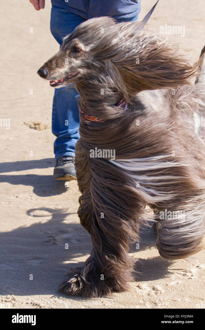 Sage Baluchi, Tazhi Spai, De Kochyano Spai, Tazi, Ogar Afgan, Orientale Levriero Persiano cane Greyhound gioca sulla spiaggia, Blackpool, Lancashire, Regno Unito. 4 apr, 2017. Regno Unito Meteo. "Asianskies' con Walter Prest su una luminosa giornata di sole con il freddo gusty winds per i visitatori per la spiaggia e il promontorio della torre nella località balneare. Foto Stock