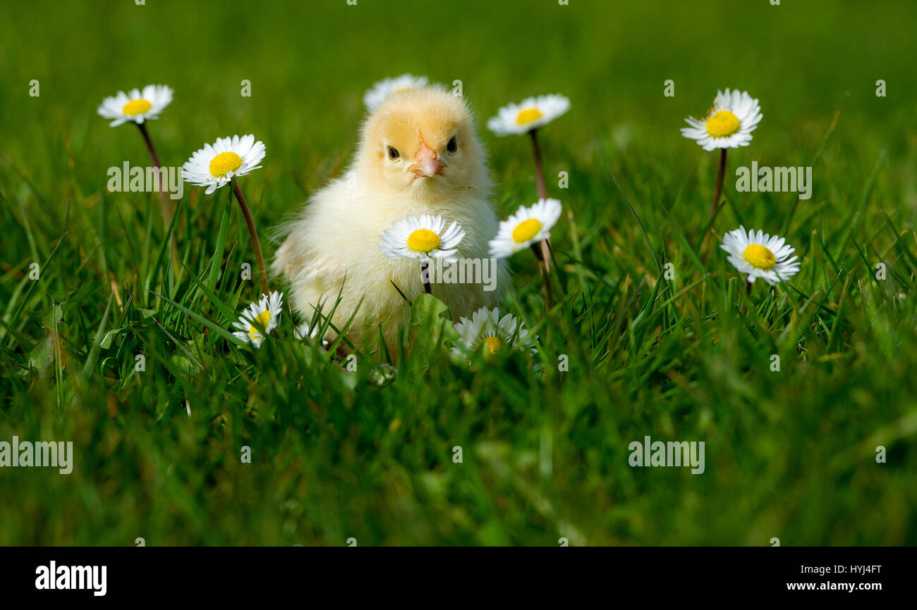 Bolton, Regno Unito. 4 apr, 2017. Bellissimo il caldo sole primaverile sedotto questo nuovo nato il pulcino fuori verso la luce a Smithills Hall Farm, Bolton, Lancashire. Il giorno vecchio chick giocato tra le margherite come ha preso i suoi primi passi nel mondo esterno come il sole ha continuato in Inghilterra del Nord Ovest. Foto di Paolo Heyes, martedì 04 aprile, 2017. Credito: Paolo Heyes/Alamy Live News Foto Stock